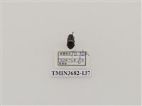 藏品(鞘翅目(2))的圖片